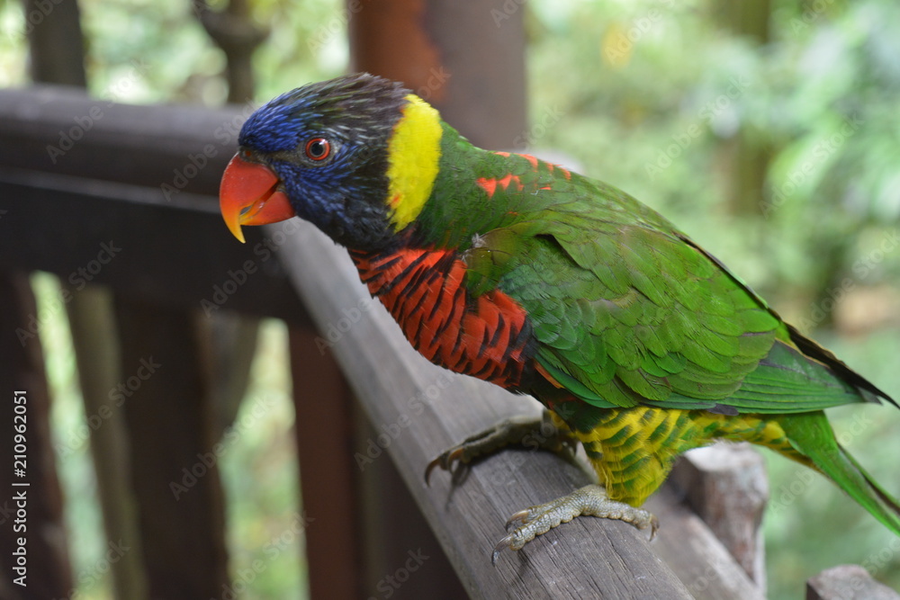 Naklejka premium Parakeet