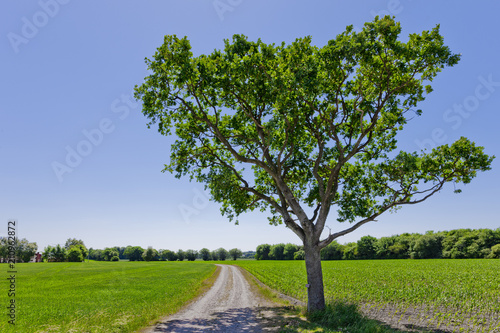 Baum am Weg