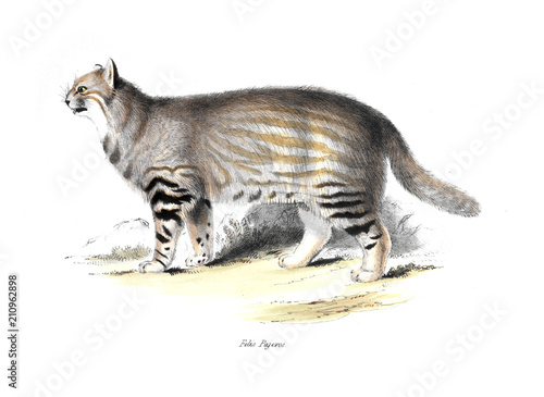 illustration of animal