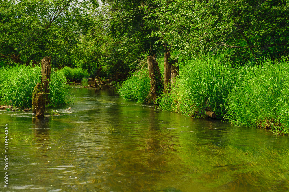 Forest river in summer Forest river in summer