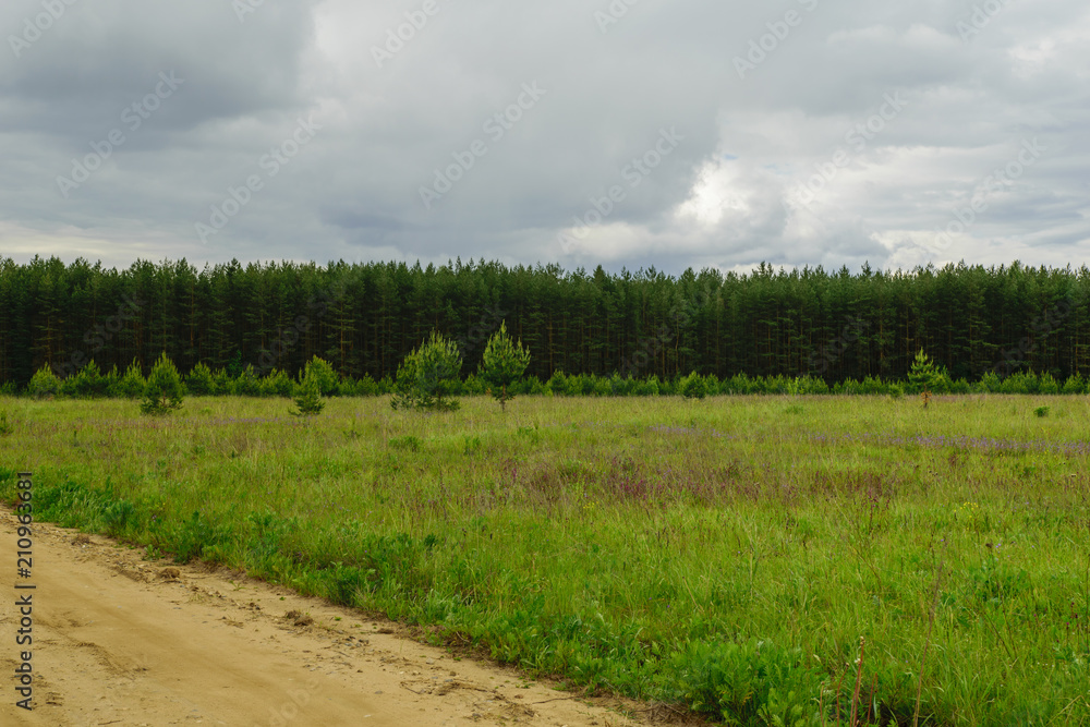 Fototapeta premium Country road to forest