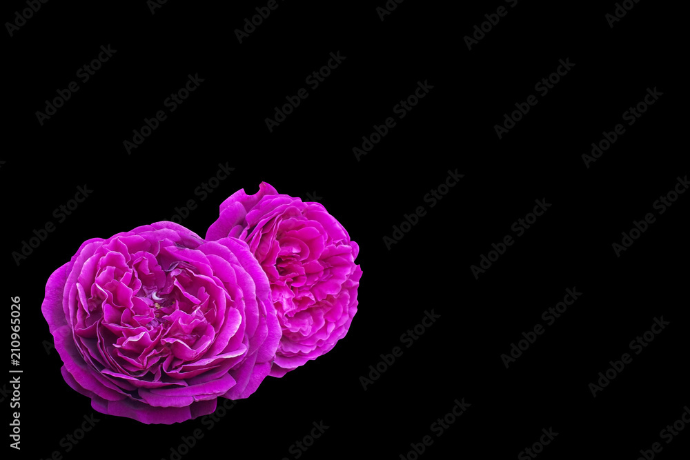Close-up of pink roses flowers isolated on black background with clipping path and copy space for card, postcard and slide presentation Close-up of pink roses flowers isolated on black background with clipping path and copy space for card, postcard and slide presentation