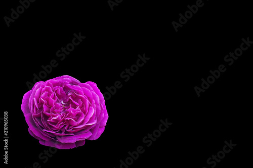 Close-up of pink rose flower isolated on black background with clipping path and copy space for card, postcard and slide presentation