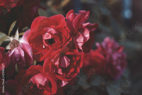 Wild red rose bush © Роман Бабочкин