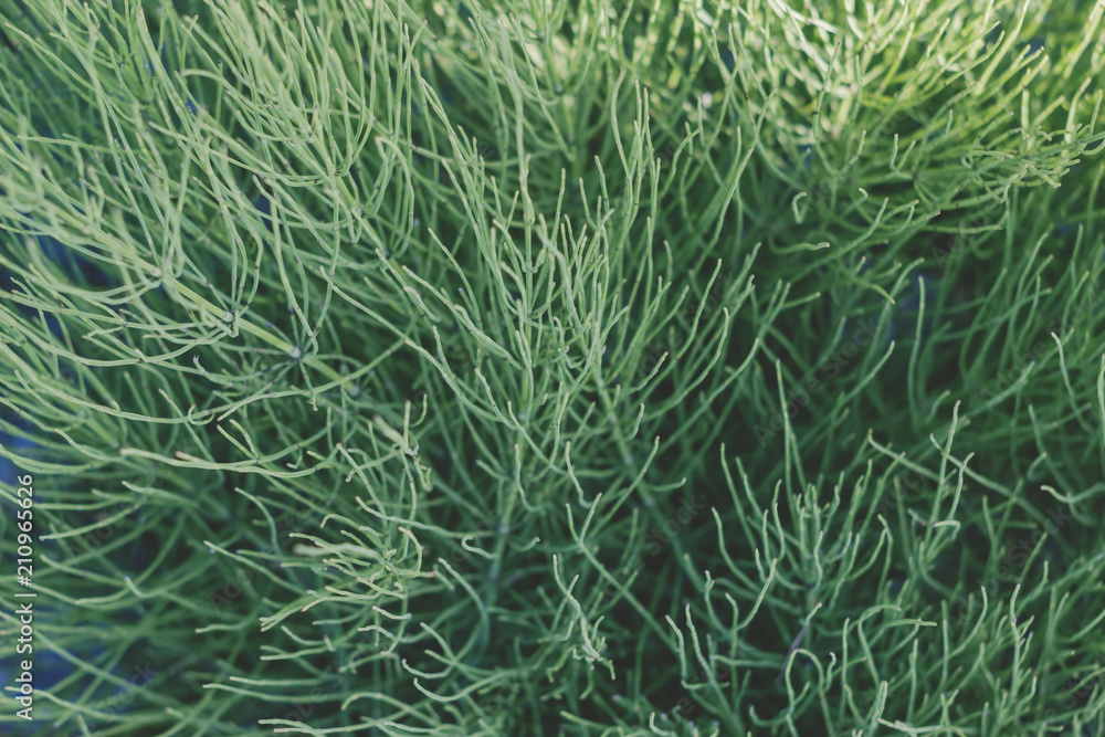 Obraz premium green coniferous branch 