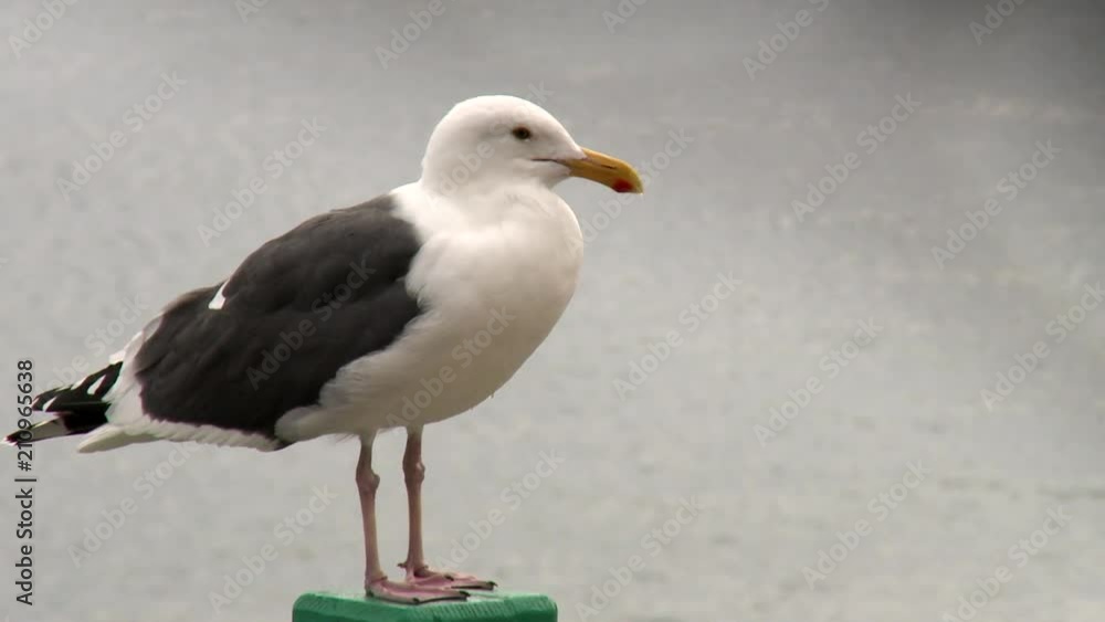 Fast Pan Right to Left: Close-up of Bird on Dock Fast Pan Right to Left: Close-up of Bird on Dock