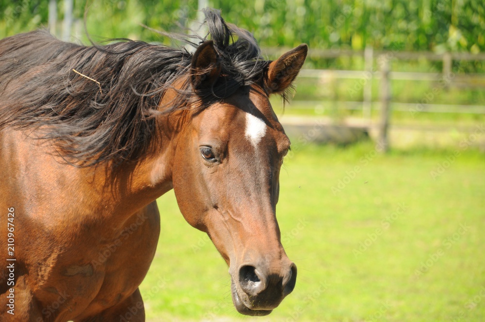 Fototapeta premium Arabisches Pferd auf einer Weide an einem Sommertag