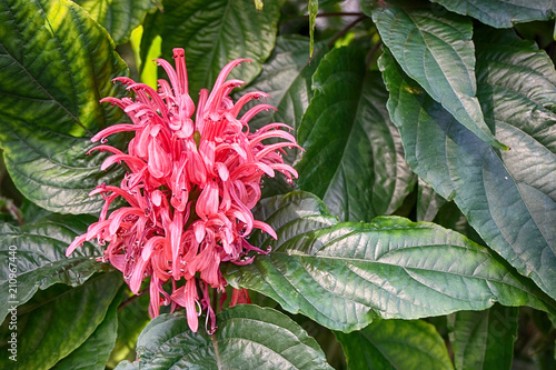 jacobinia carnea flower photo