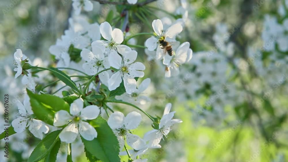 macro bee collects pollen from white blossom trees brunch macro bee collects pollen from white blossom trees brunch