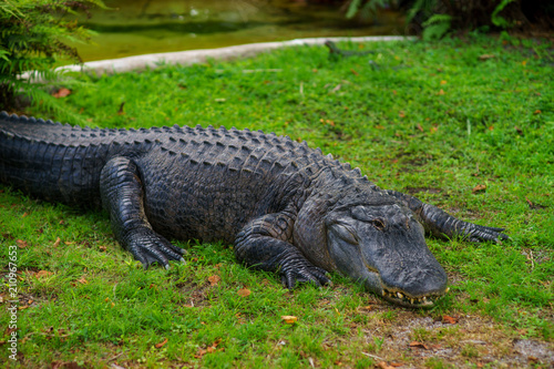 American alligator on the grass