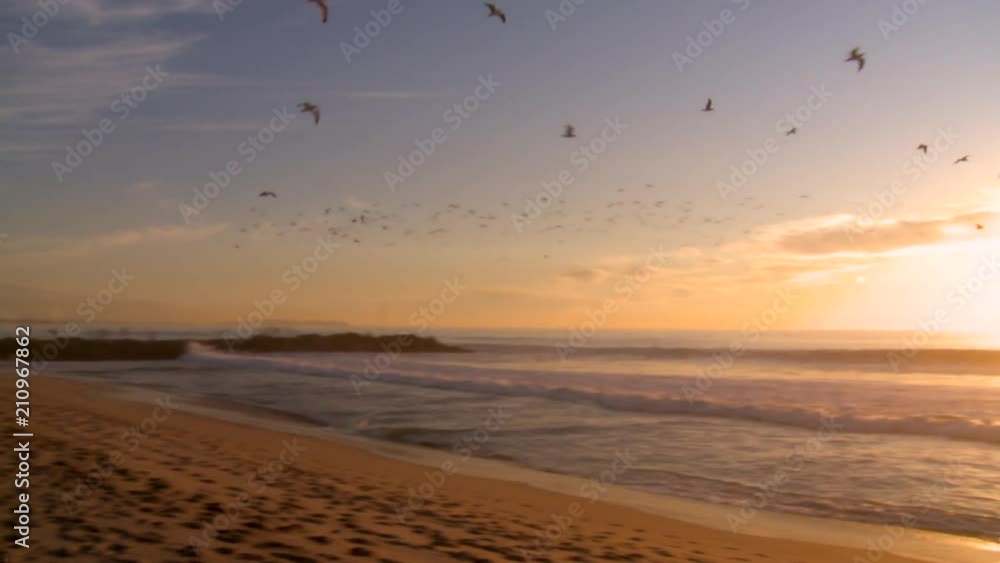 Pan Left to Right: Birds Flying in Sync Above Beach Pan Left to Right: Birds Flying in Sync Above Beach