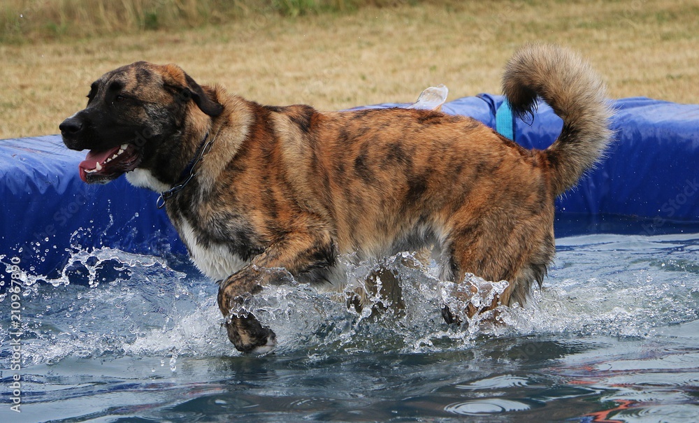 large mixed dog have fun in the pool large mixed dog have fun in the pool
