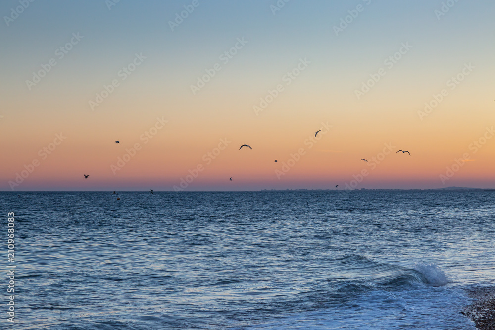 Seagulls in flight at sunset, over the sea at Brighton