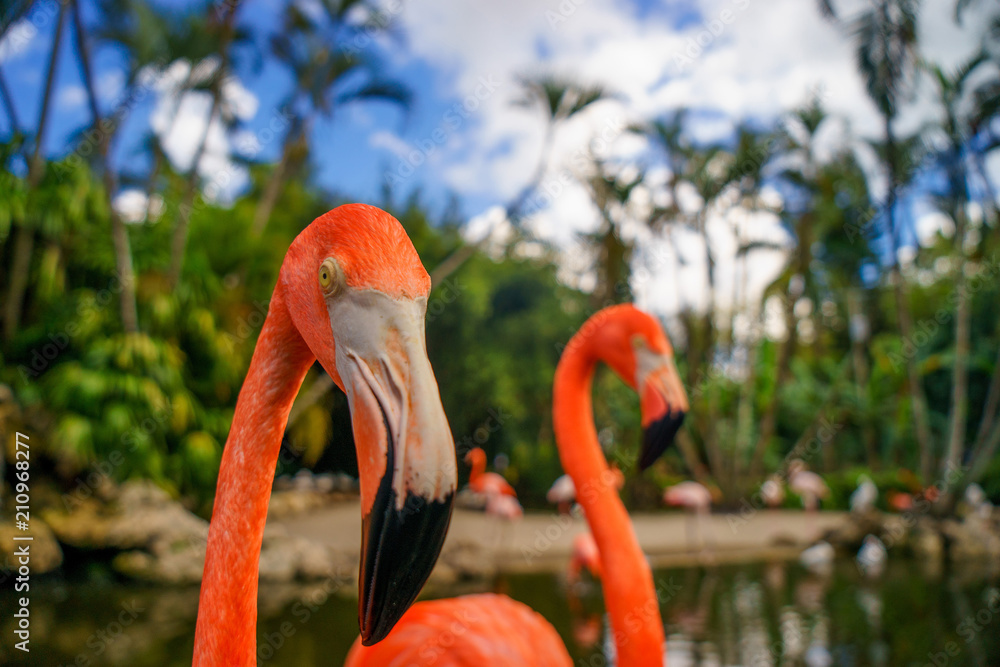 Obraz premium Two pink flamingos walking in the water