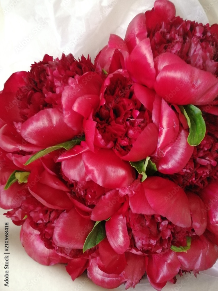 peonies peonies