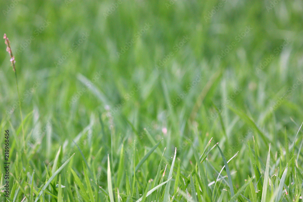 Selective focus of grass on the yard Selective focus of grass on the yard