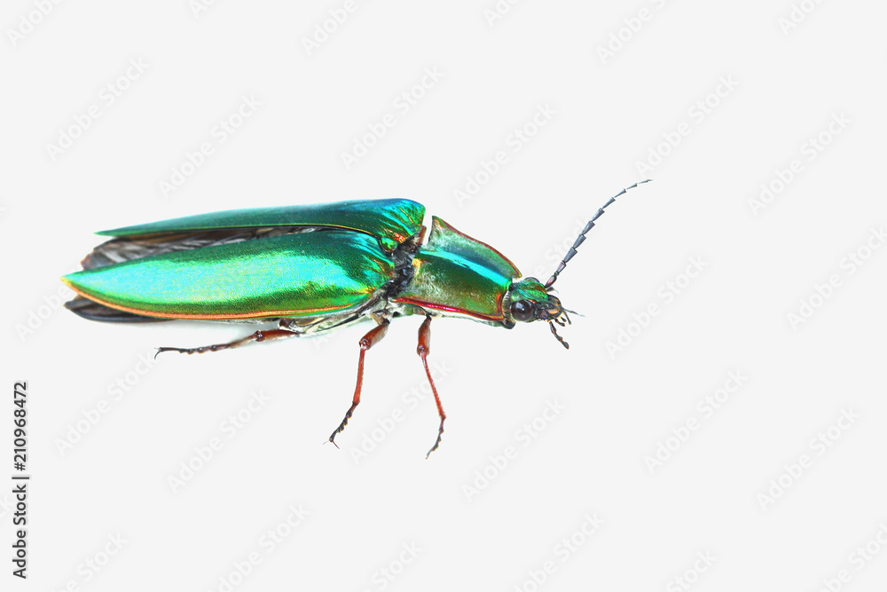 Fototapeta premium Jewel bug (Chrysocoris stollii) Beetle isolated on white background