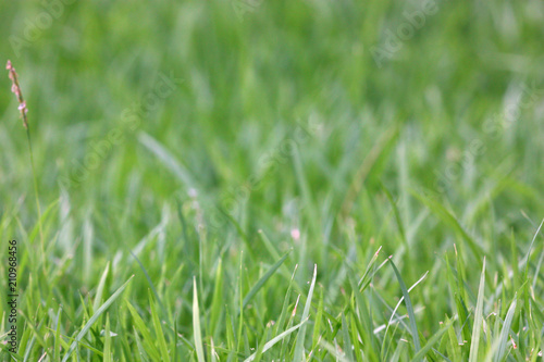 Selective focus of grass on the yard