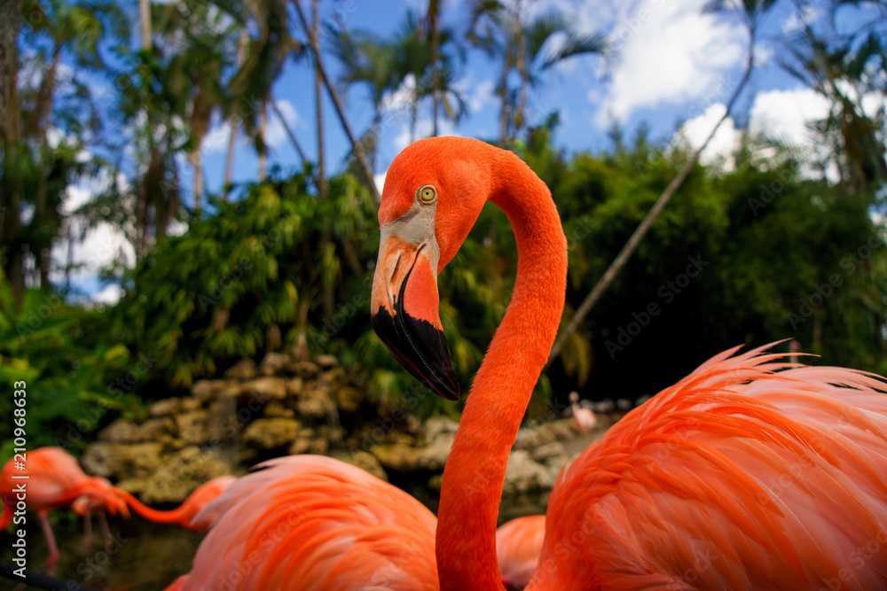 Fototapeta premium Pink flamingos against blurred background