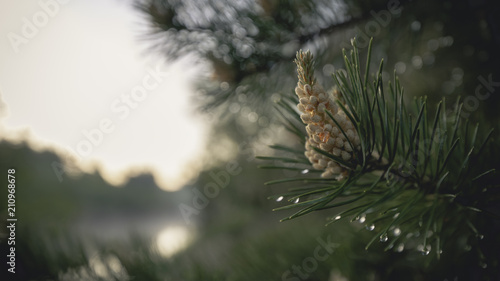 Pine cone in dew