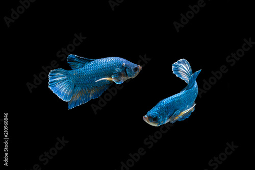 Siamese Fighting Fish isolated on black bacground Thai's betta is one of the most beautiful fish for tanks and aquariums © Sharpnaja