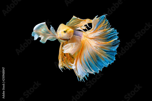 Siamese Fighting Fish isolated on black bacground Thai's betta is one of the most beautiful fish for tanks and aquariums