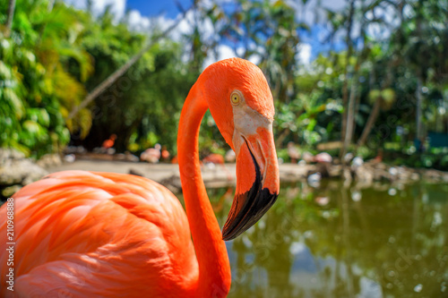 Pink flamingos against blurred background photo