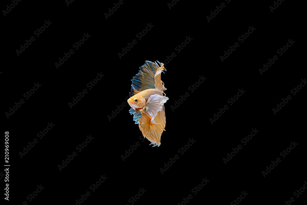 Siamese Fighting Fish isolated on black bacground Thai's betta is one of the most beautiful fish for tanks and aquariums