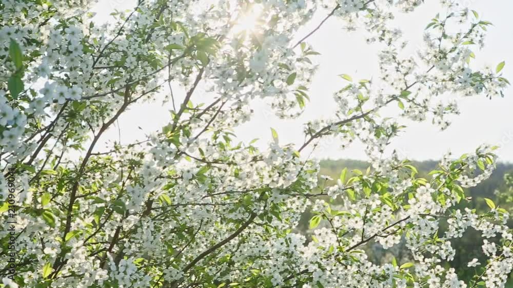 camera moves around sunlight troth white blossom tree brunch camera moves around sunlight troth white blossom tree brunch