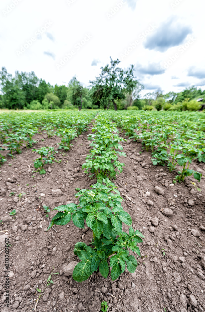 Potato field in cloudy weather Potato field in cloudy weather