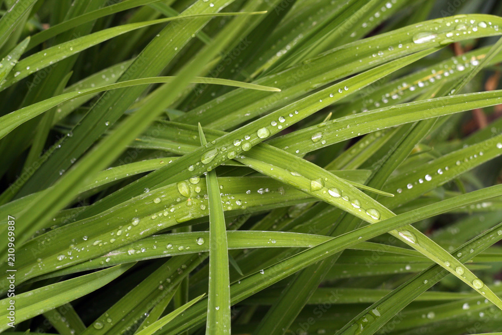 Green grass with dew drops on it. Green grass with dew drops on it.
