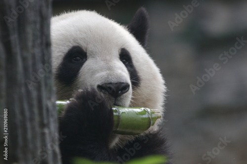 Fototapeta Naklejka Na Ścianę i Meble -  Giant Panda, Meng Lan, Enjoys Eating Bamboo Shoot, Beijing, China