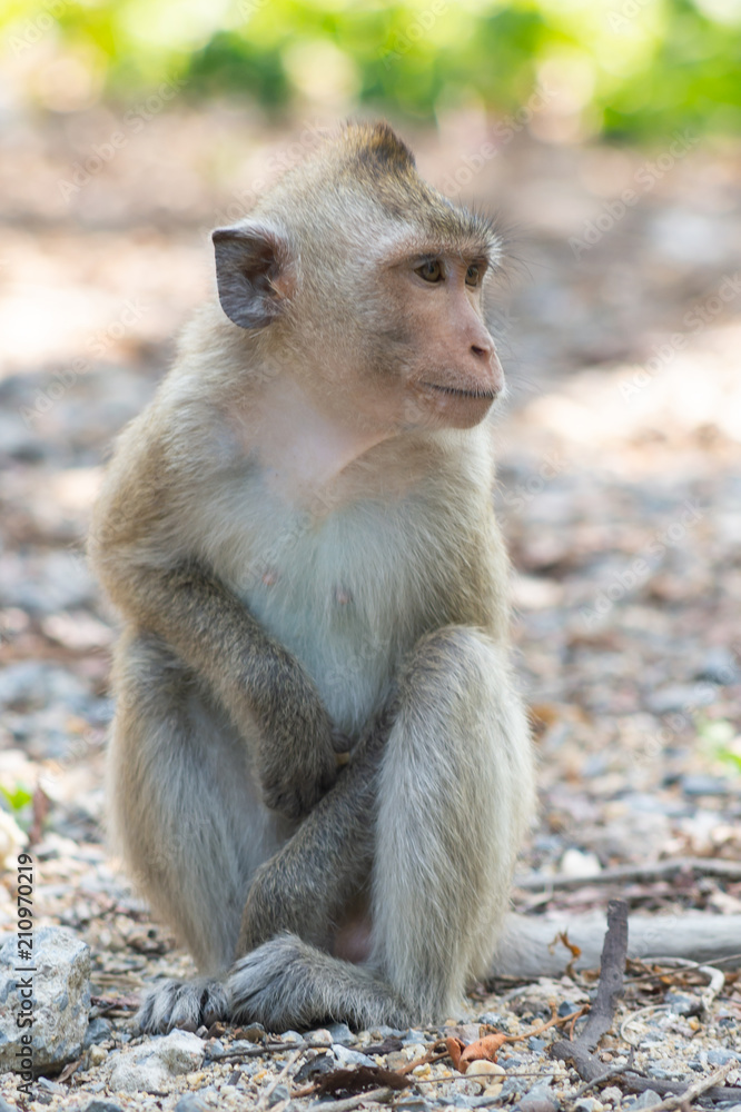 Long-tailed macaque, in Thailand, Saraburi a wildlife sanctuary Long-tailed macaque, in Thailand, Saraburi a wildlife sanctuary