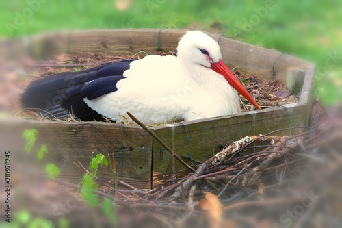 Stork and nest photo