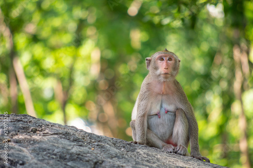 Long-tailed macaque, in Thailand, Saraburi a wildlife sanctuary © Sharpnaja