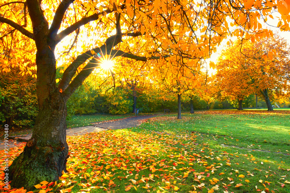 Obraz premium herbstlicher Nachmittag im Park