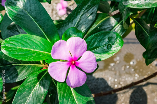   madagascar periwinkle Hot Five Petal Flower Five Petals Flower Plant Nature close view of indian home garden close view looking awesome..