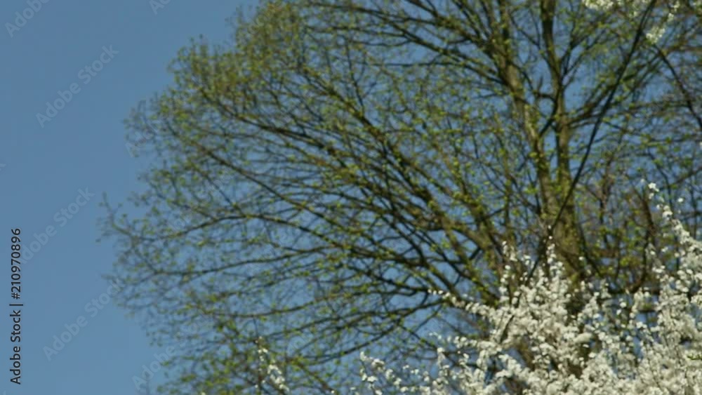 panorama down on white blossom trees in springtime panorama down on white blossom trees in springtime