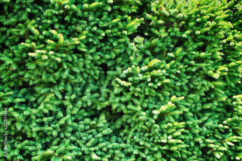 conifer tree texture