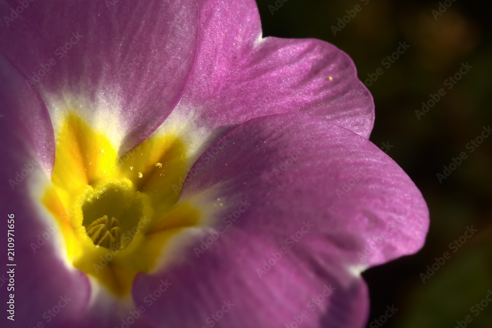 Makro einer Primelblüte Makro einer Primelblüte