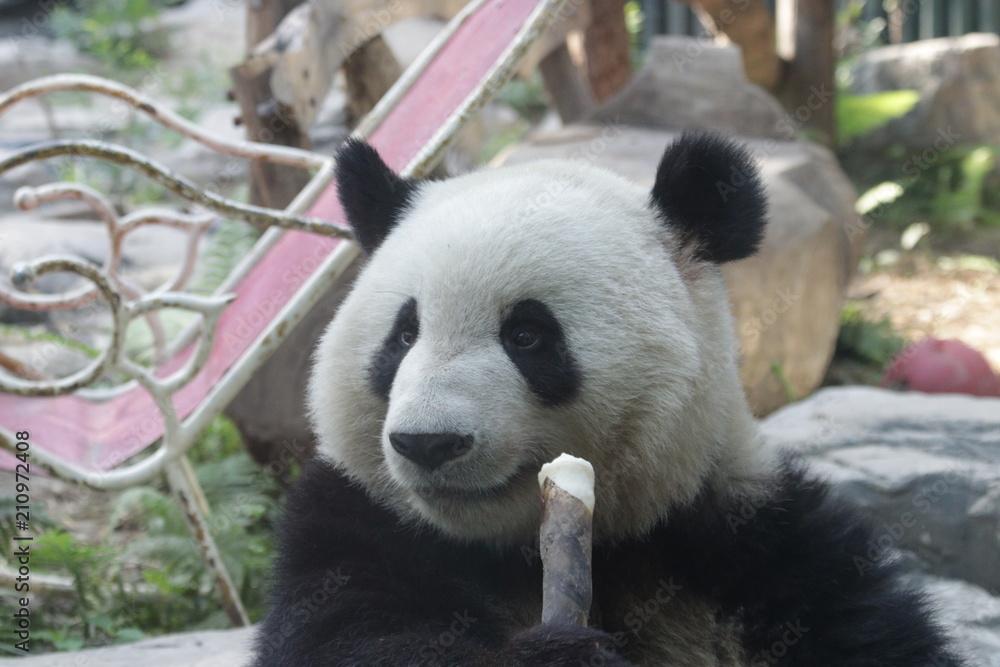 Giant Panda, Meng Lan, Enjoys Eating Bamboo Shoot, Beijing, China Giant Panda, Meng Lan, Enjoys Eating Bamboo Shoot, Beijing, China