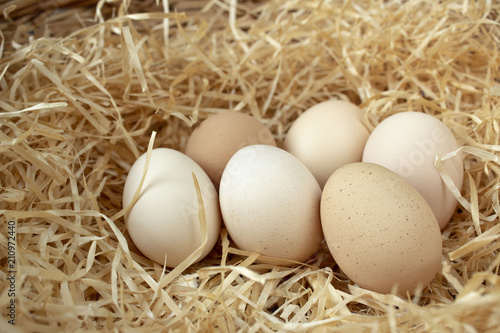 Many chicken eggs lie on the background of hay