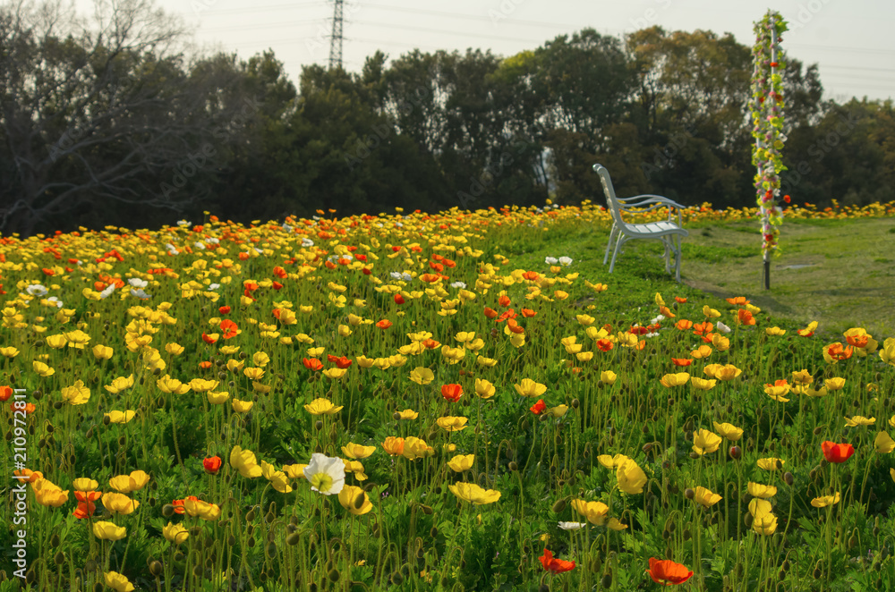 大阪万博記念公園 花の丘のポピー Stock Photo Adobe Stock 大阪万博記念公園 花の丘のポピー Stock Photo Adobe Stock