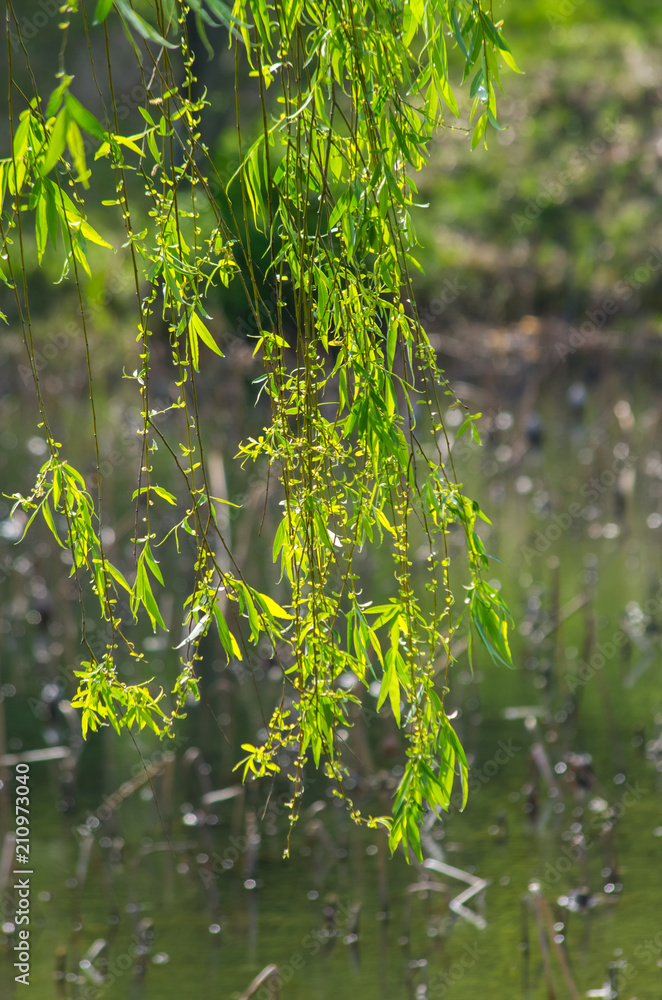 新緑の柳