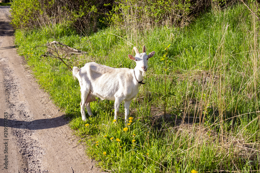 Obraz premium White Goat in nature