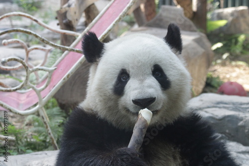 Fototapeta Naklejka Na Ścianę i Meble -  Giant Panda, Meng Lan, Enjoys Eating Bamboo Shoot, Beijing, China