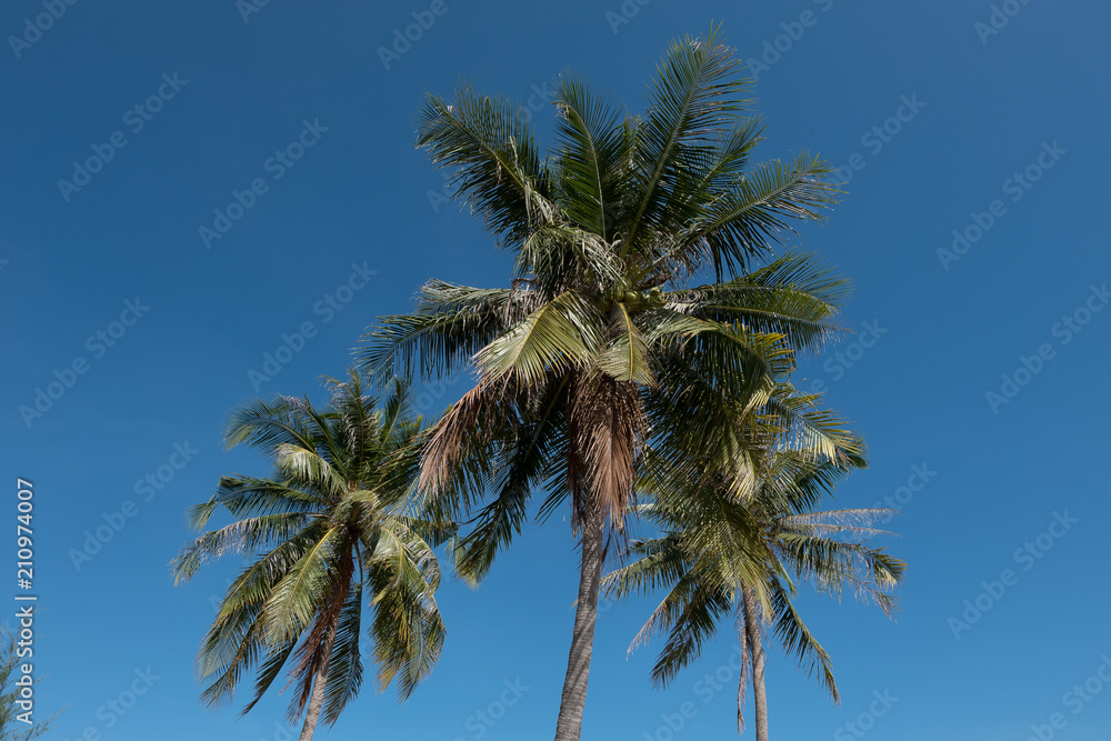 coconut tree on the beach (selective focus and tone adjustment applied)