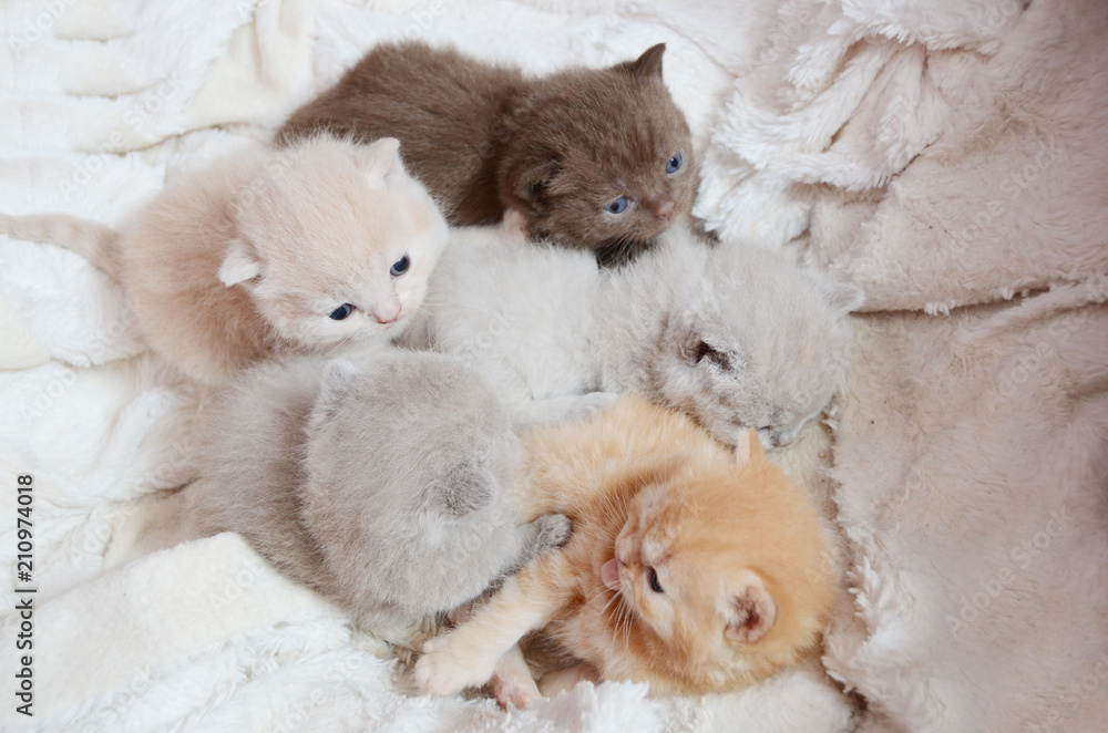 color british kittens