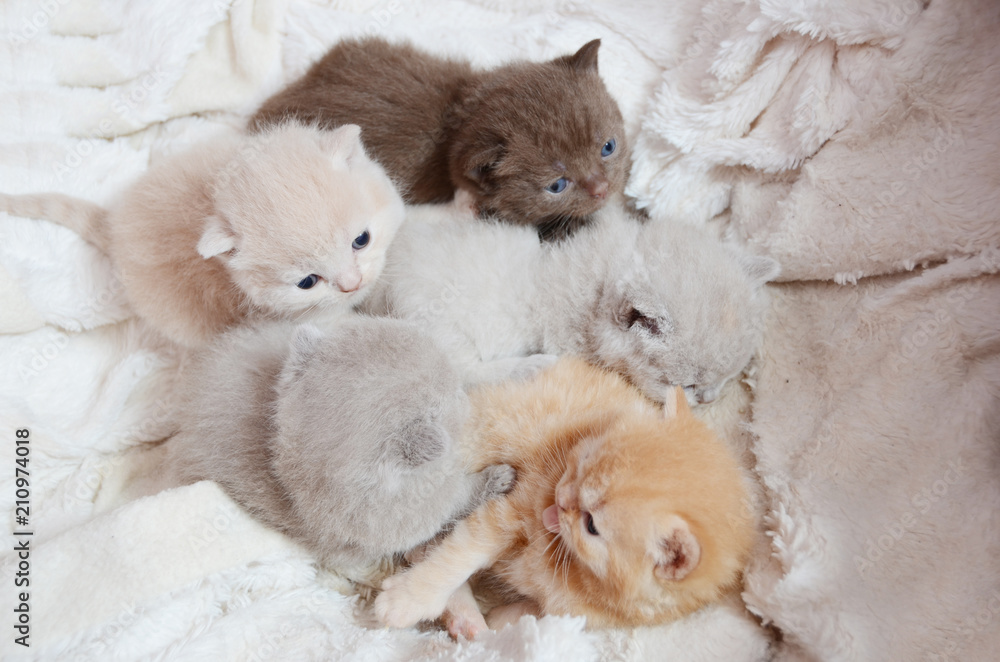 color british kittens color british kittens
