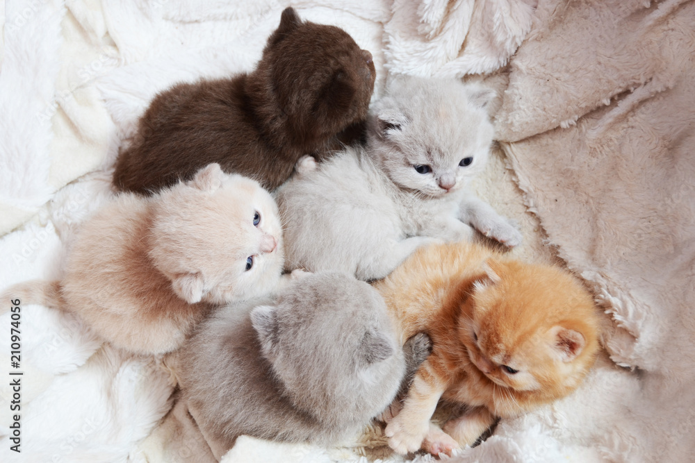 color british kittens color british kittens